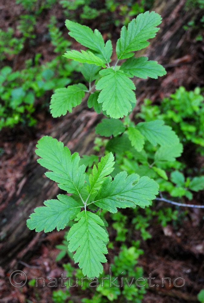 SIR_0959 / Sorbus subpinnata / Grenmarasal