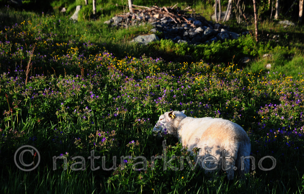SIR_1118 / Ovis aries / Sau