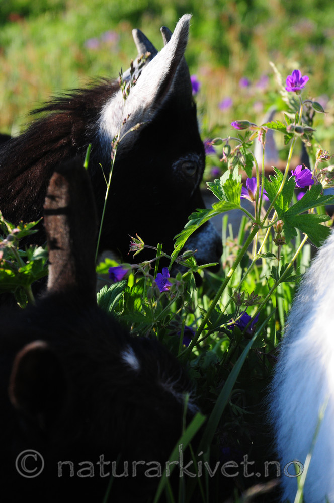 SIR_1168 / Capra hircus / Geit