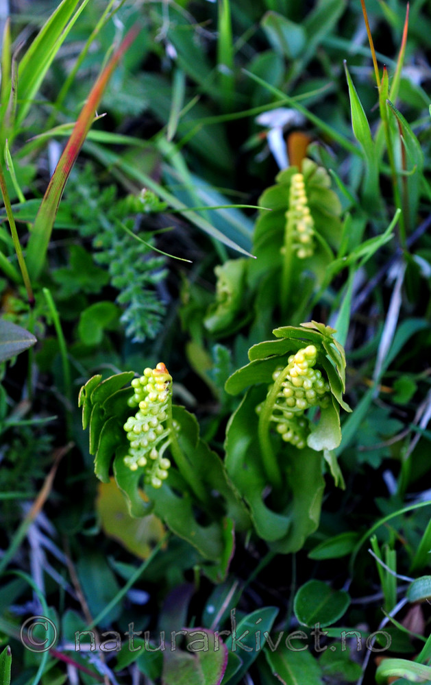 SIR_1298 / Botrychium lunaria / Marinøkkel