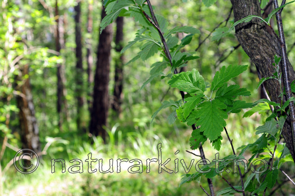 SIR_1376 / Sorbus subpinnata / Grenmarasal