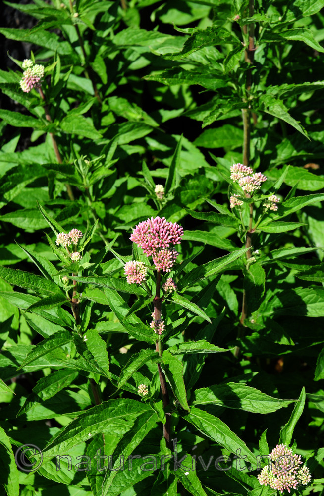 SIR_1416 / Eupatorium cannabinum / Hjortetrøst