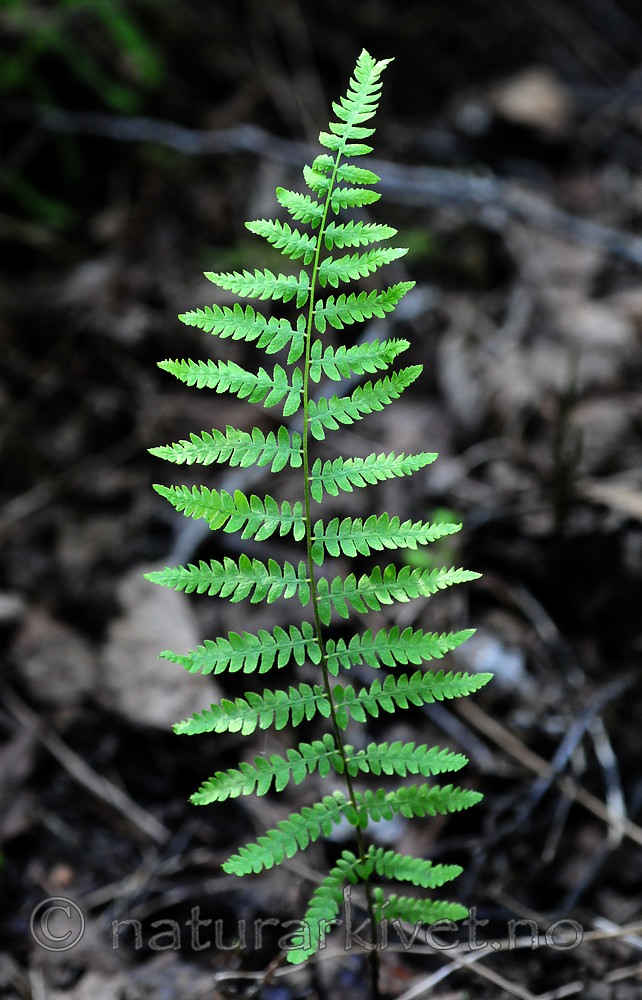 SIR_1516 / Thelypteris palustris / Myrtelg