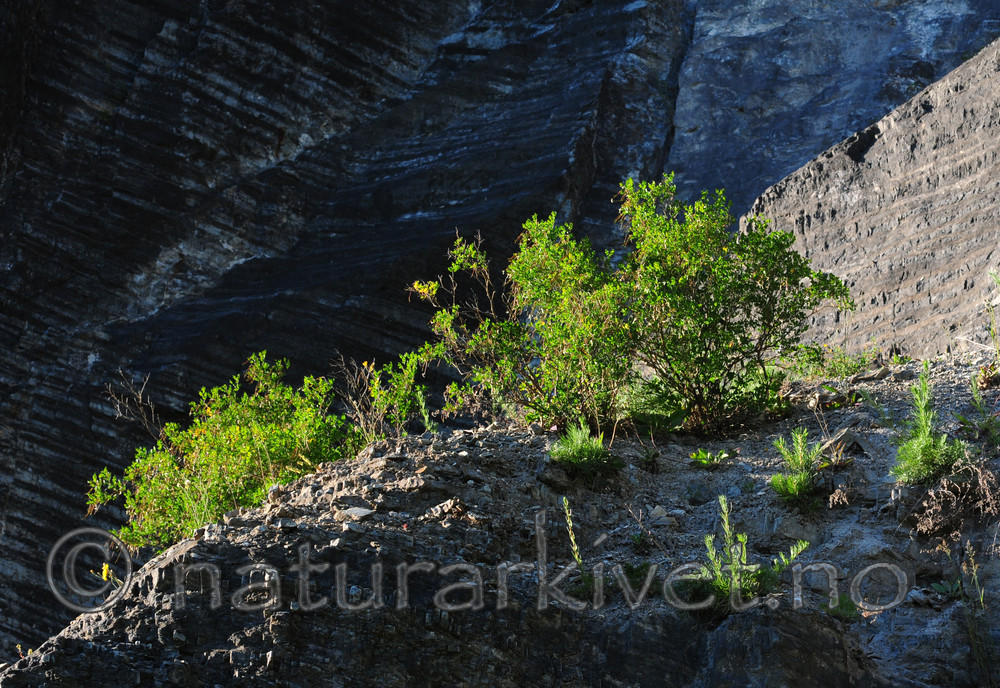 SIR_1576 / Hippocrepis emerus / Buskvikke