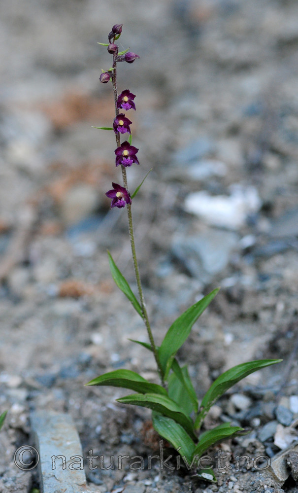 SIR_1611 / Epipactis atrorubens / Rødflangre