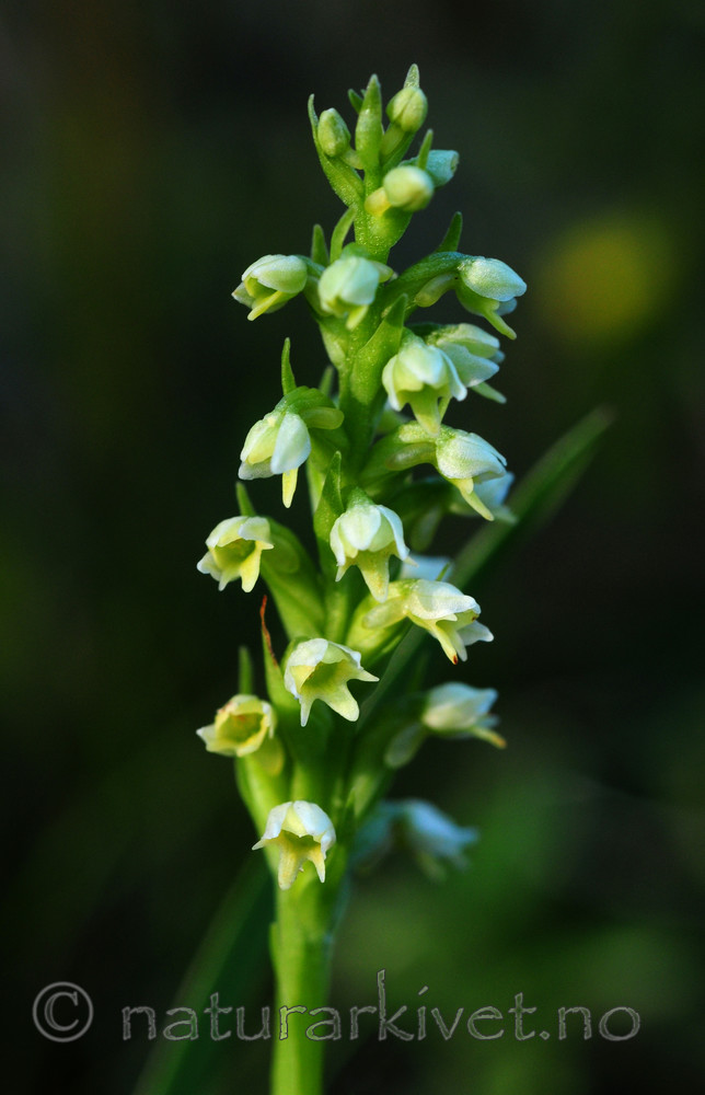 SIR_1712 / Pseudorchis albida / Hvitkurle <br /> Pseudorchis albida