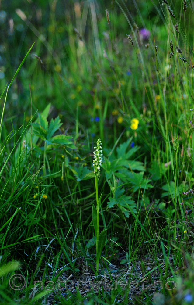 SIR_1727 / Pseudorchis albida / Hvitkurle <br /> Pseudorchis albida