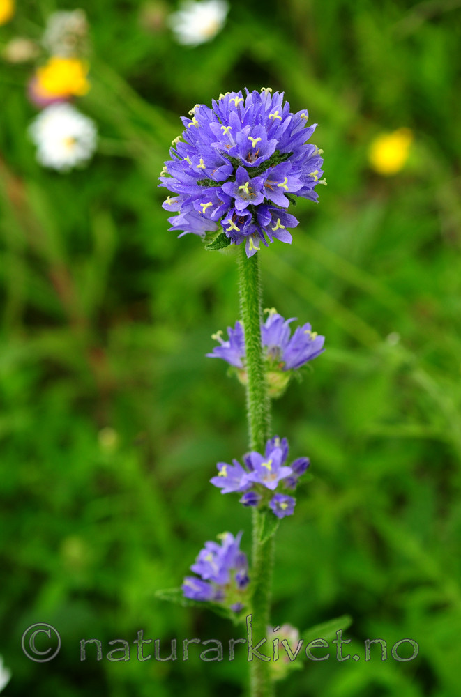 SIR_1735 / Campanula cervicaria / Stavklokke