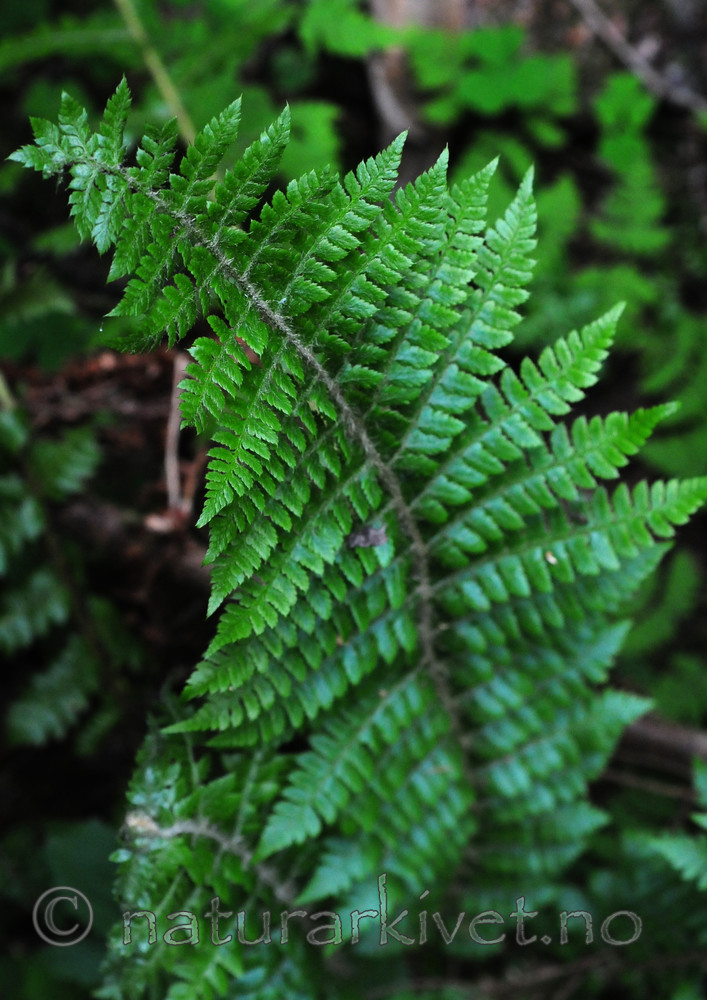 SIR_1781 / Polystichum braunii / Junkerbregne