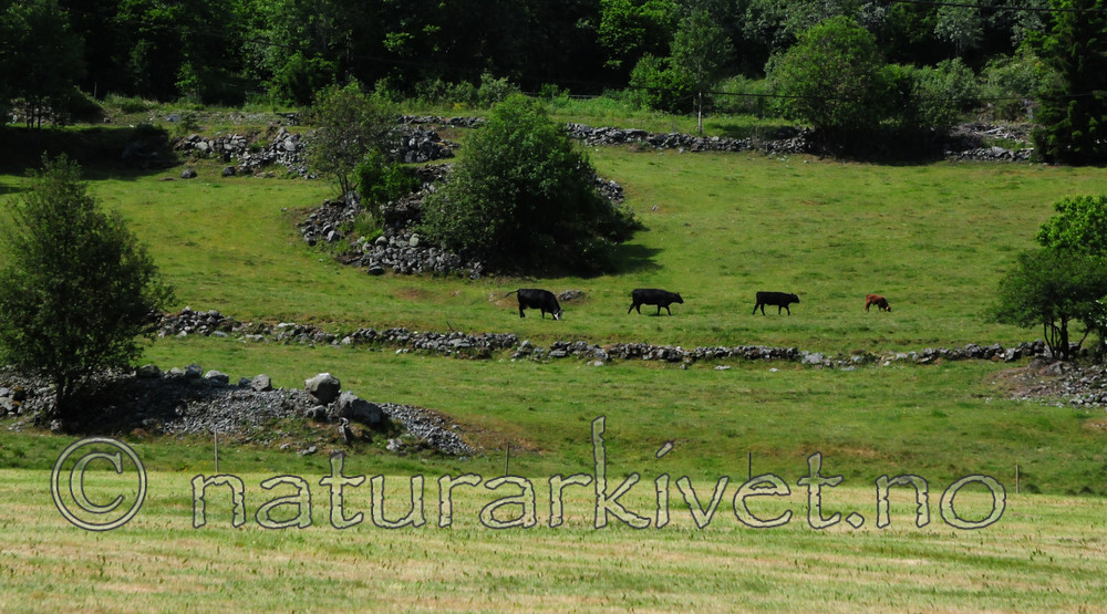 SIR_1789 / Bos taurus / Storfe