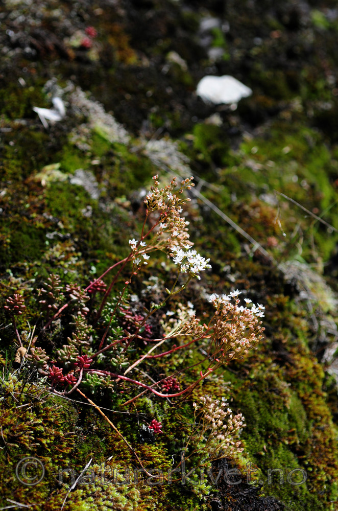 SIR_2276 / Sedum album / Hvitbergknapp