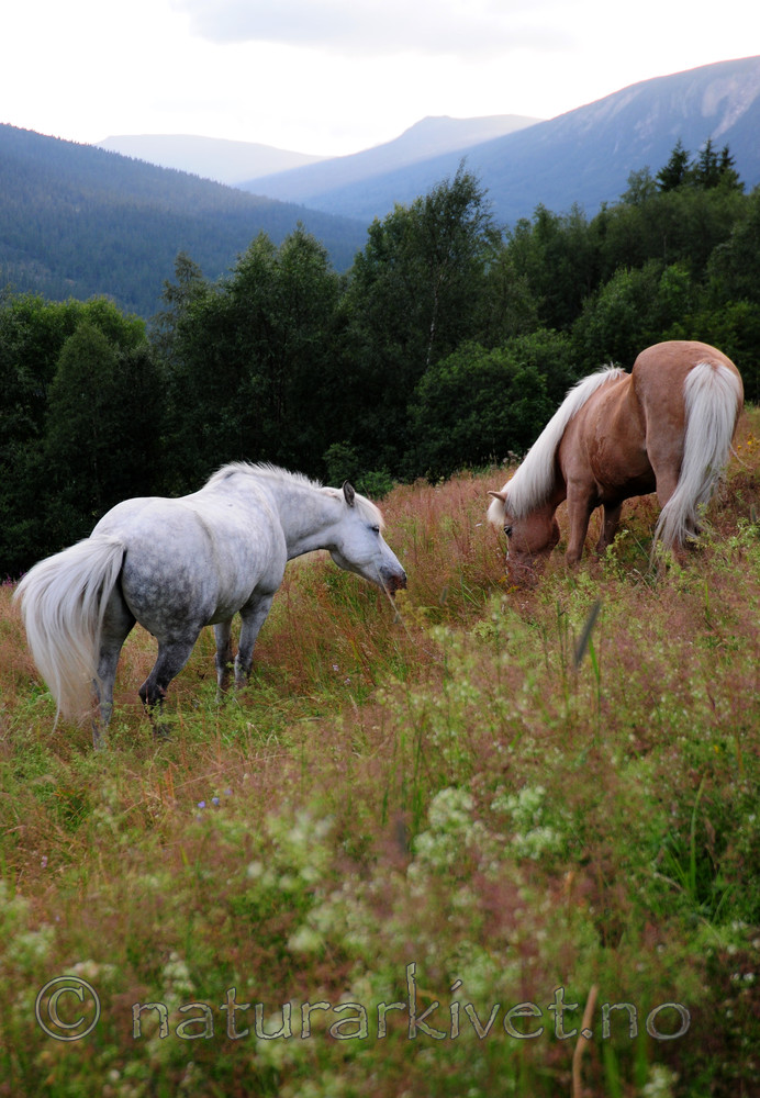 SIR_2605 / Equus caballus / Hest