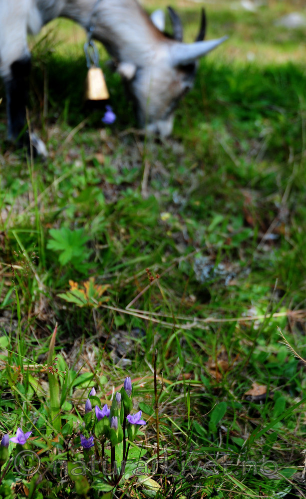 SIR_2638 / Gentianella campestris campestris / Engbakkesøte