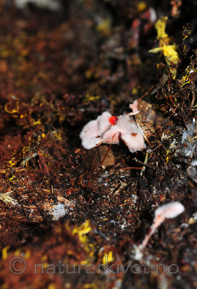 SIR_2674 / Hydnellum gracilipes / Skyggebrunpigg