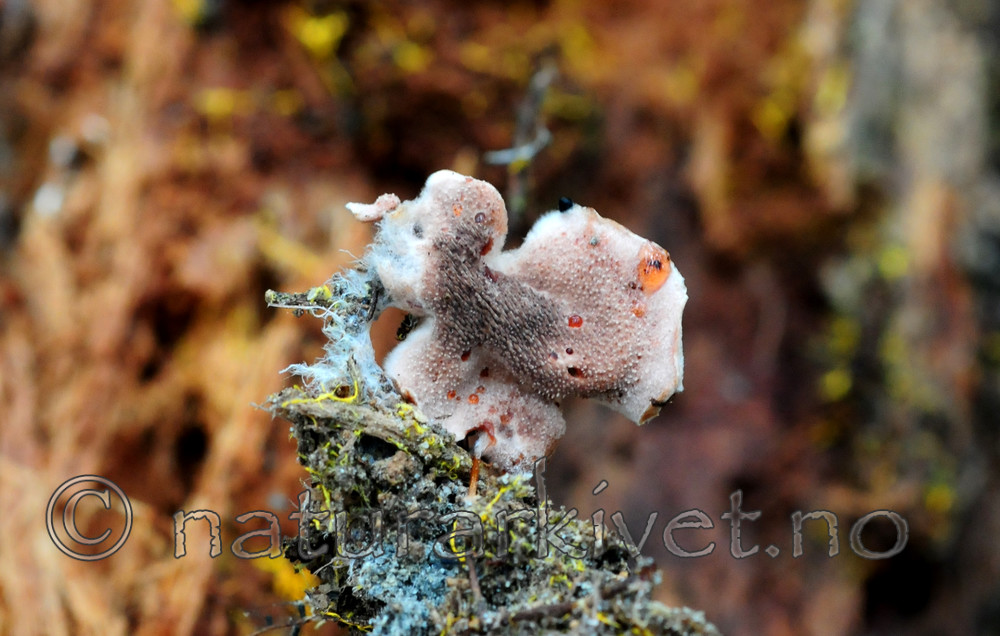 SIR_2698 / Hydnellum gracilipes / Skyggebrunpigg