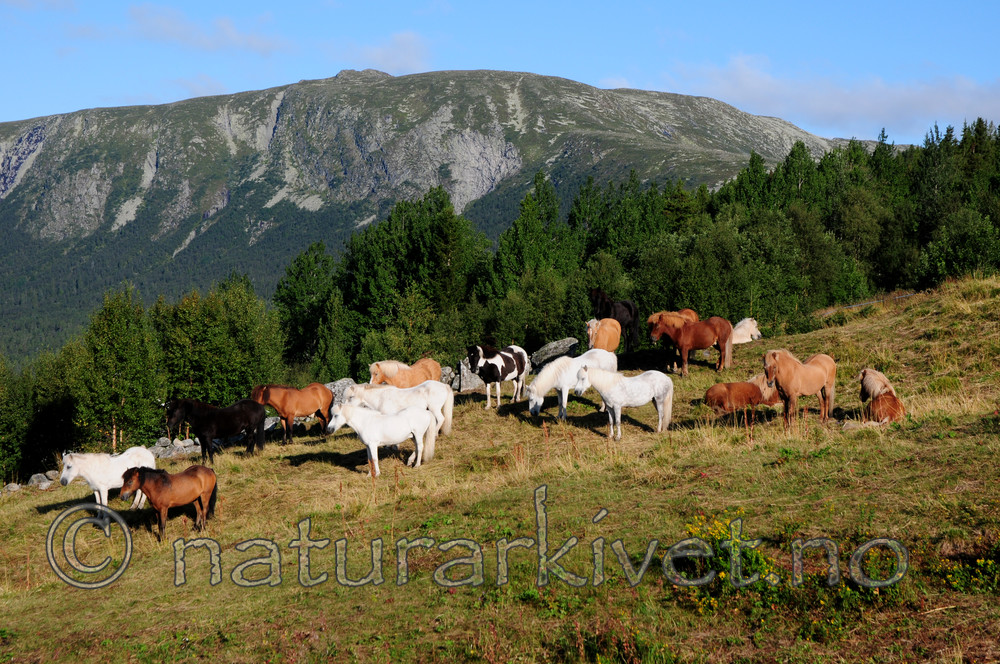 SIR_2820 / Equus caballus / Hest