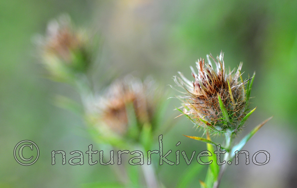 SIR_2997 / Carlina vulgaris / Stjernetistel