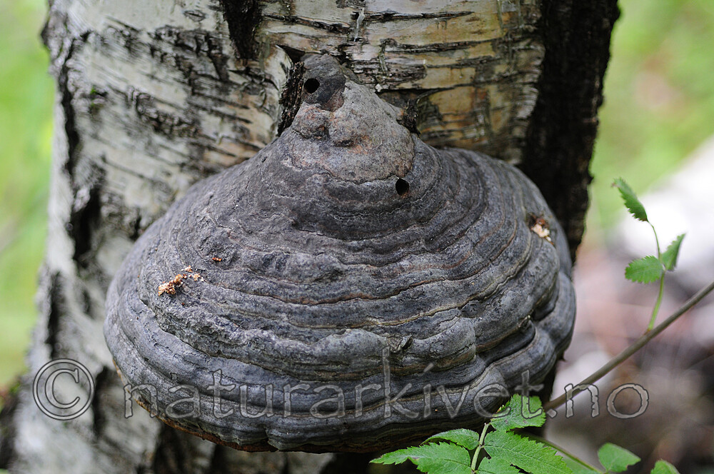 SIR_3001 / Fomes fomentarius / Knuskkjuke <br /> Scardia boletella / Knuskkjukemøll