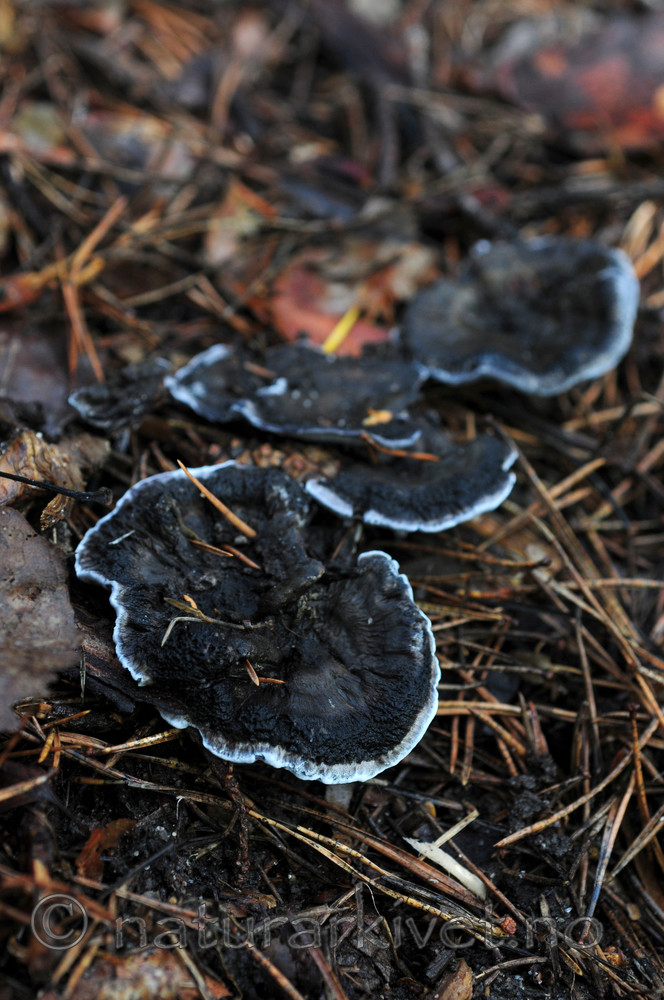 SIR_3035 / Phellodon niger / Svartsølvpigg