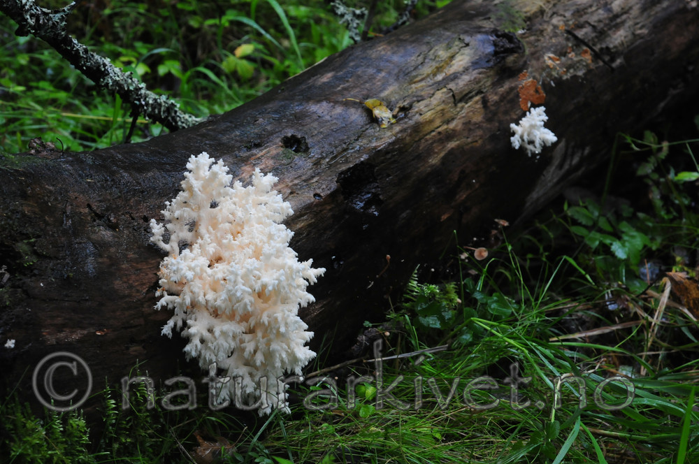 SIR_3096 / Hericium coralloides / Korallpiggsopp