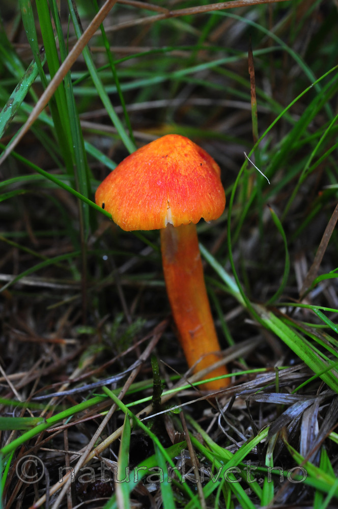 SIR_3146 / Hygrocybe intermedia / Flammevokssopp