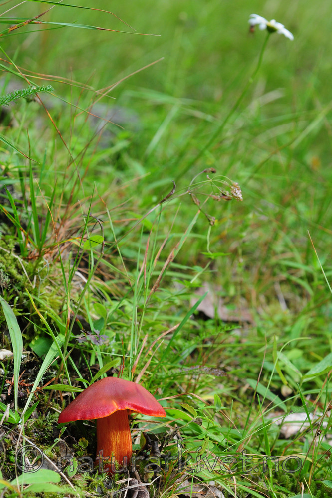 SIR_3164 / Hygrocybe punicea / Skarlagenvokssopp