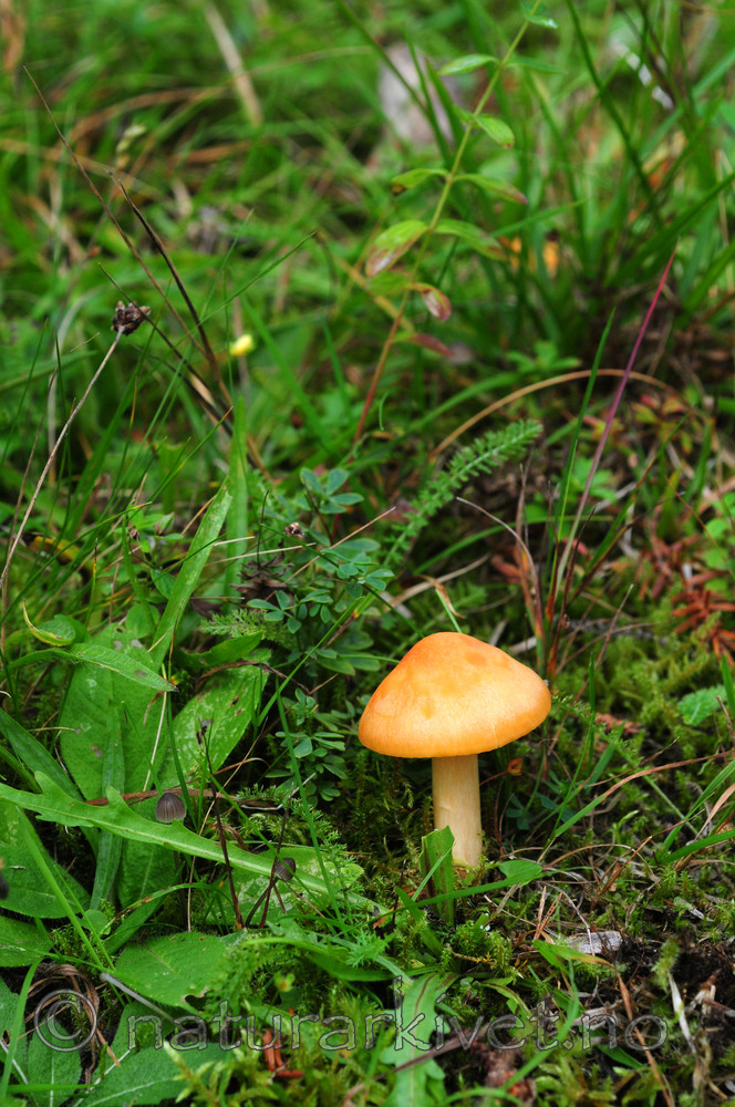 SIR_3194 / Hygrocybe pratensis / Engvokssopp