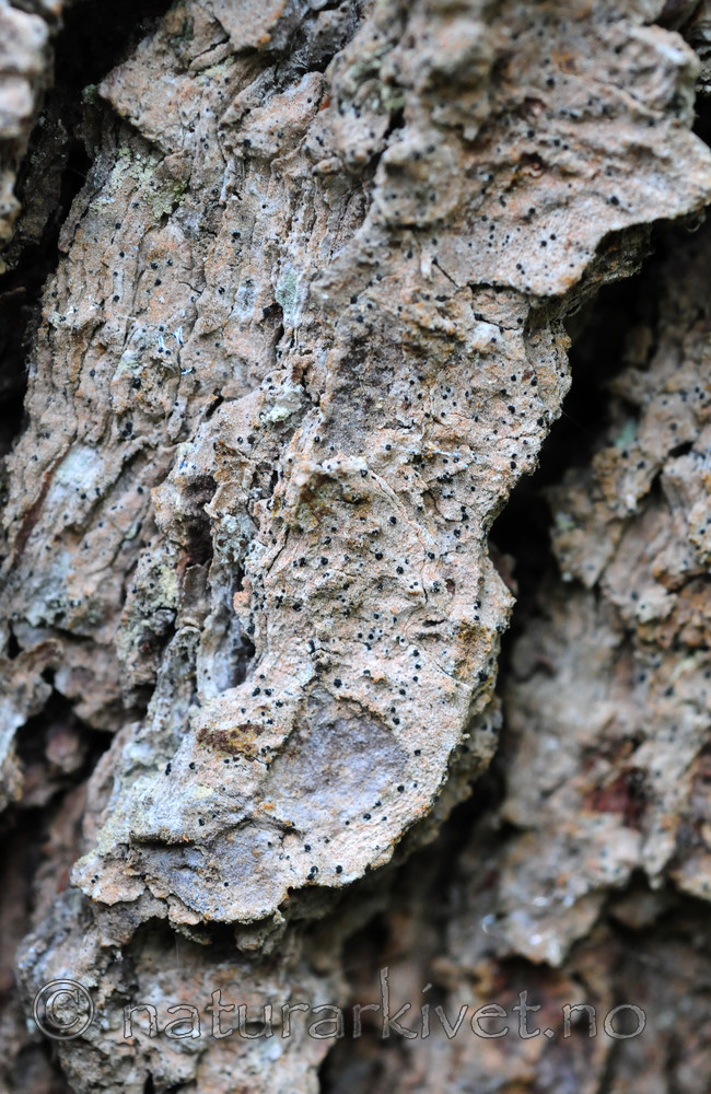 SIR_3209 / Bactrospora corticola / Granbendellav