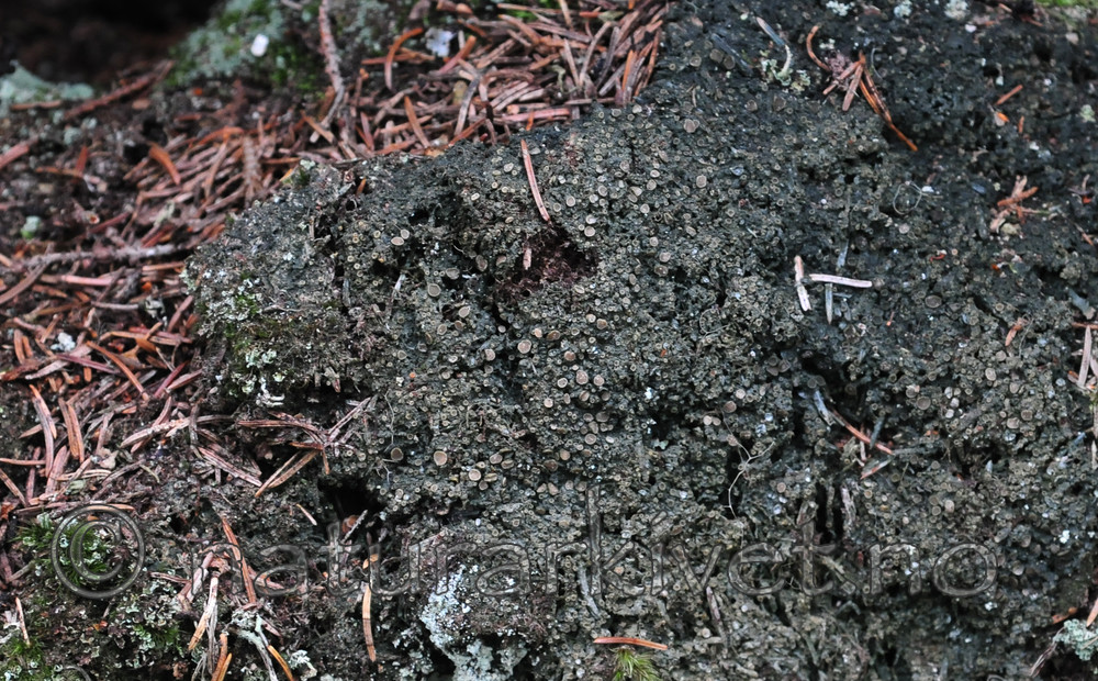 SIR_3219 / Gyalecta friesii / Huldrelav