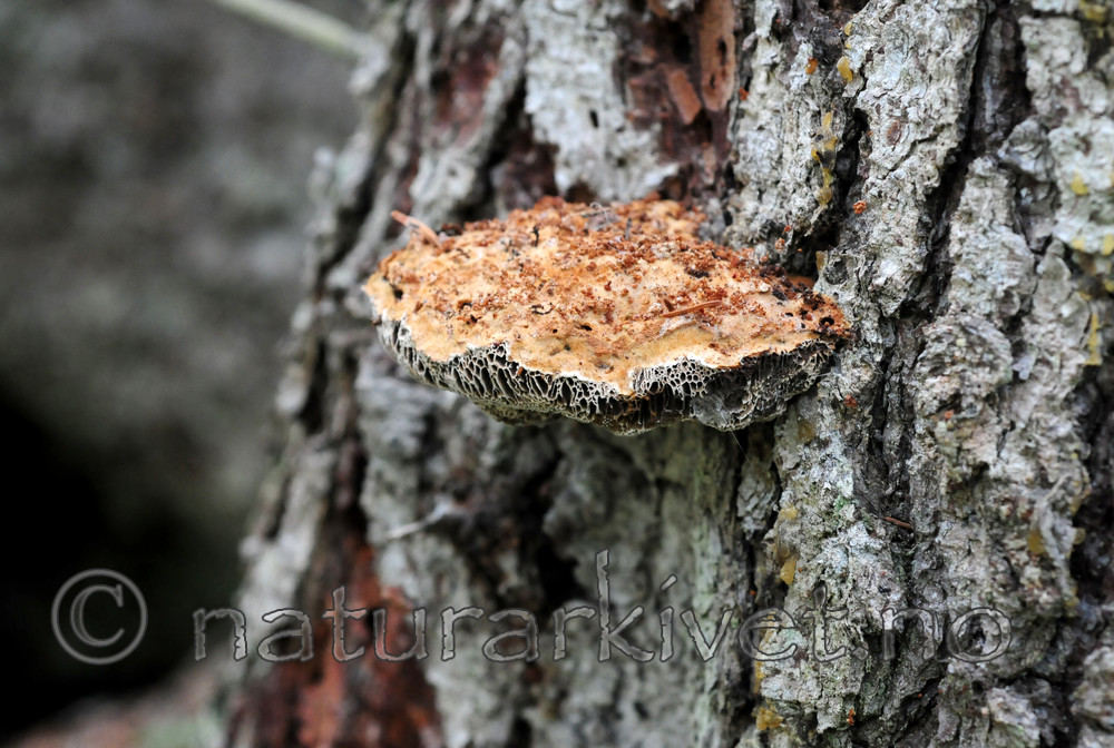 SIR_3221 / Onnia leporina / Harekjuke