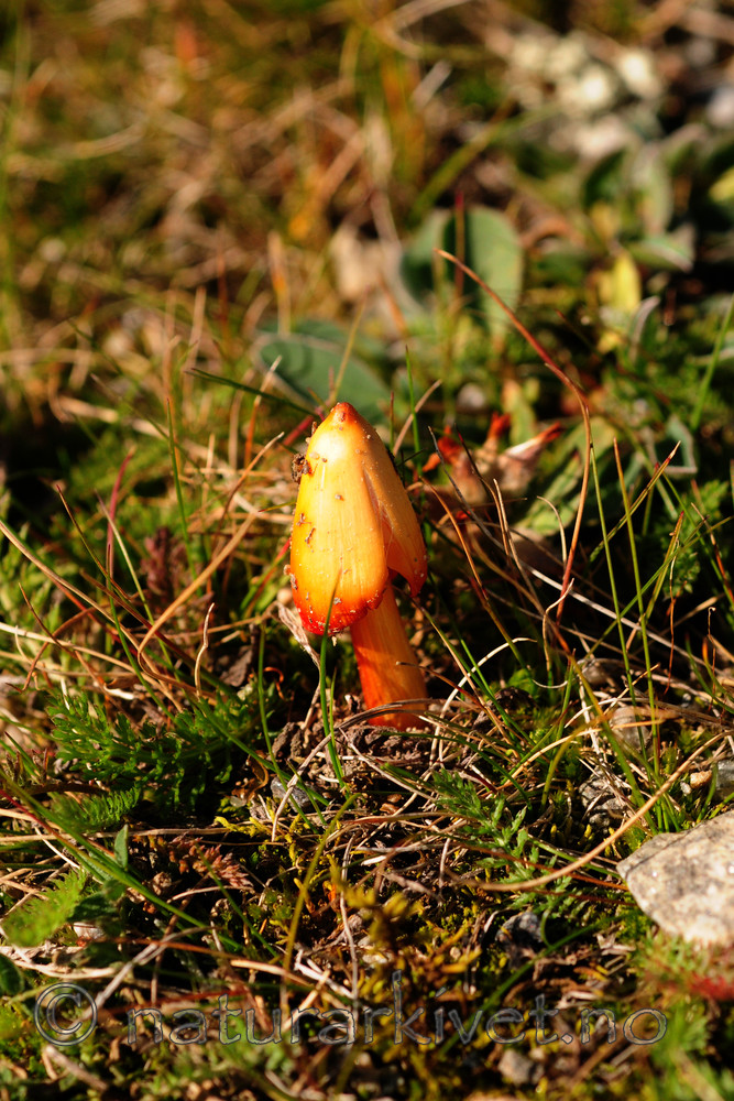 SIR_3229 / Hygrocybe acutoconica / Spiss vokssopp