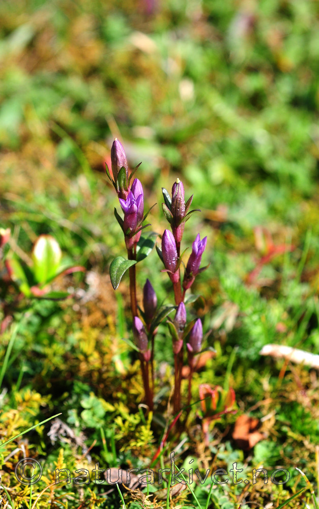 SIR_3242 / Gentianella amarella / Bittersøte