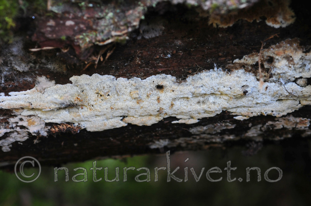 SIR_3265 / Skeletocutis kuehneri / Snyltetynnkjuke