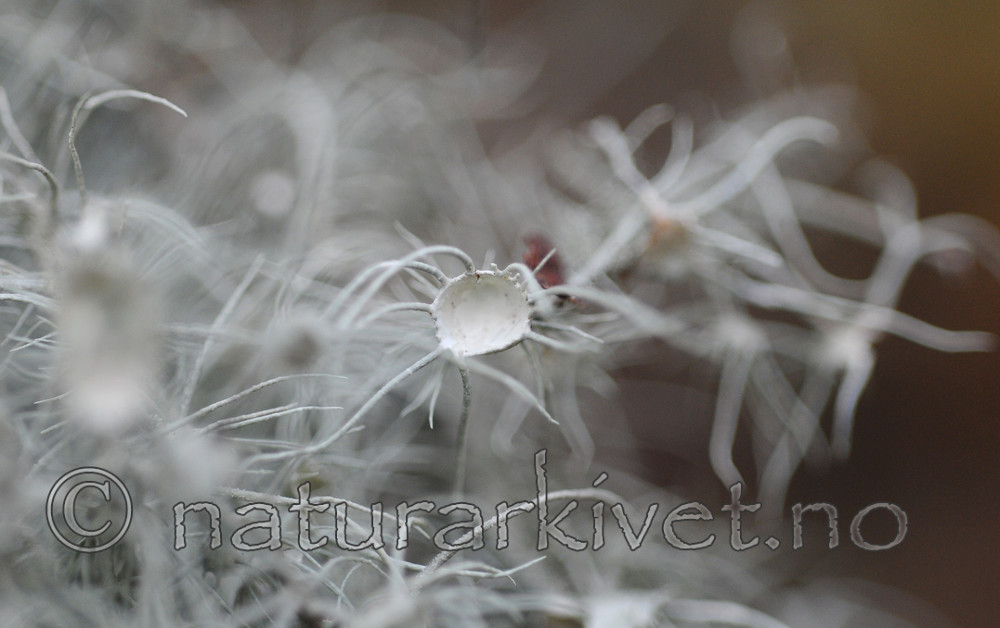 SIR_3644 / Usnea florida / Blomsterstry