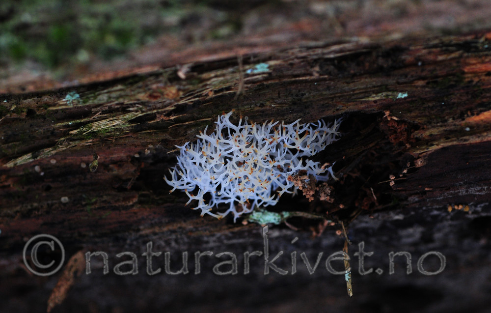 SIR_3658 / Lentaria epichnoa / Hvit vedkorallsopp <br /> Populus tremula / Osp