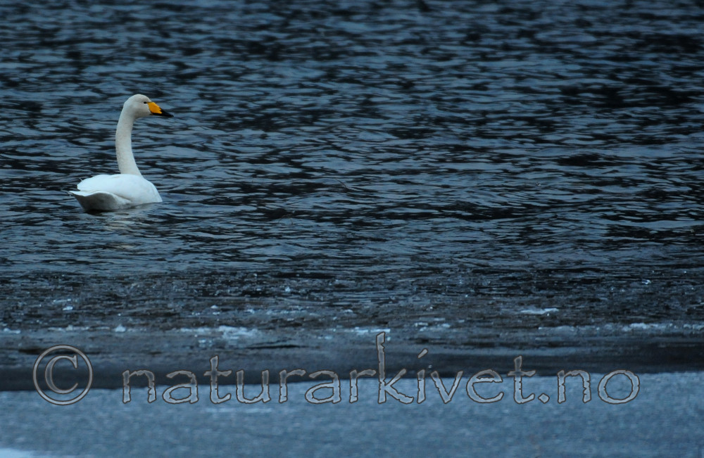 SIR_3889 / Cygnus cygnus / Sangsvane