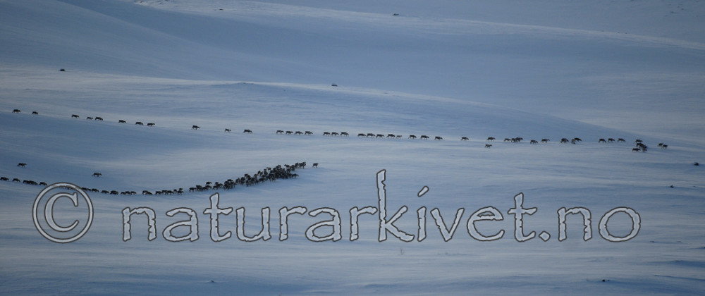 SIR_4402 / Rangifer tarandus / Rein