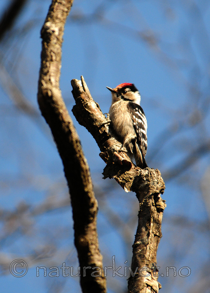 SIR_4930 / Dendrocopos minor / Dvergspett