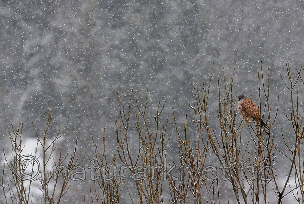 SIR_5063 / Falco tinnunculus / Tårnfalk