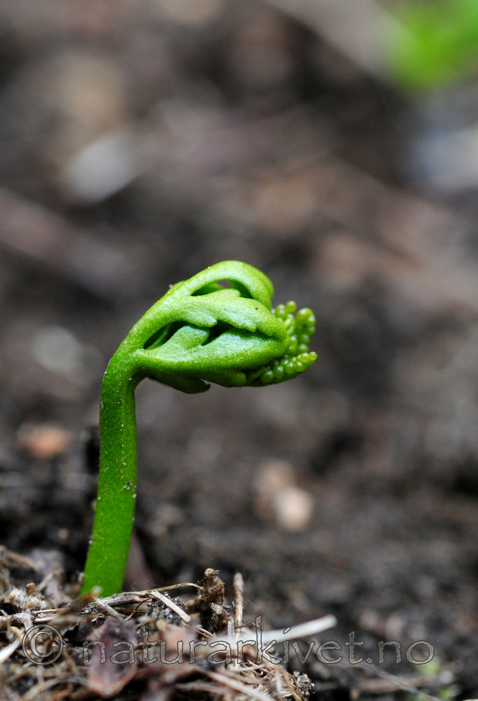 SIR_5181 / Botrychium lanceolatum / Handmarinøkkel