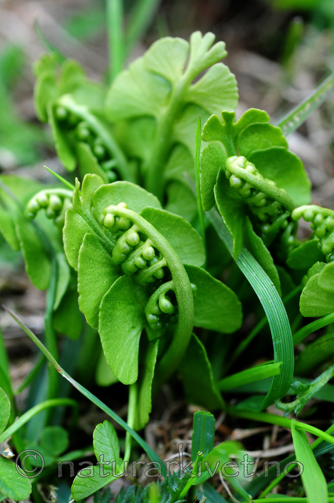 SIR_5195 / Botrychium lunaria / Marinøkkel