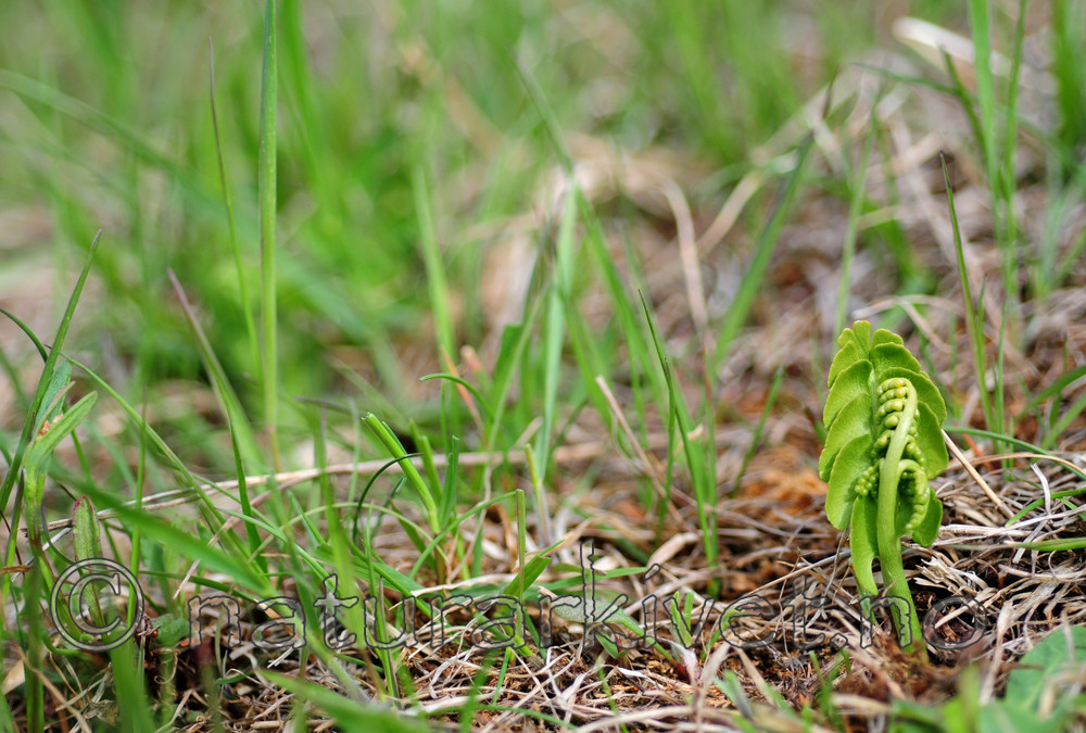 SIR_5213 / Botrychium lunaria / Marinøkkel