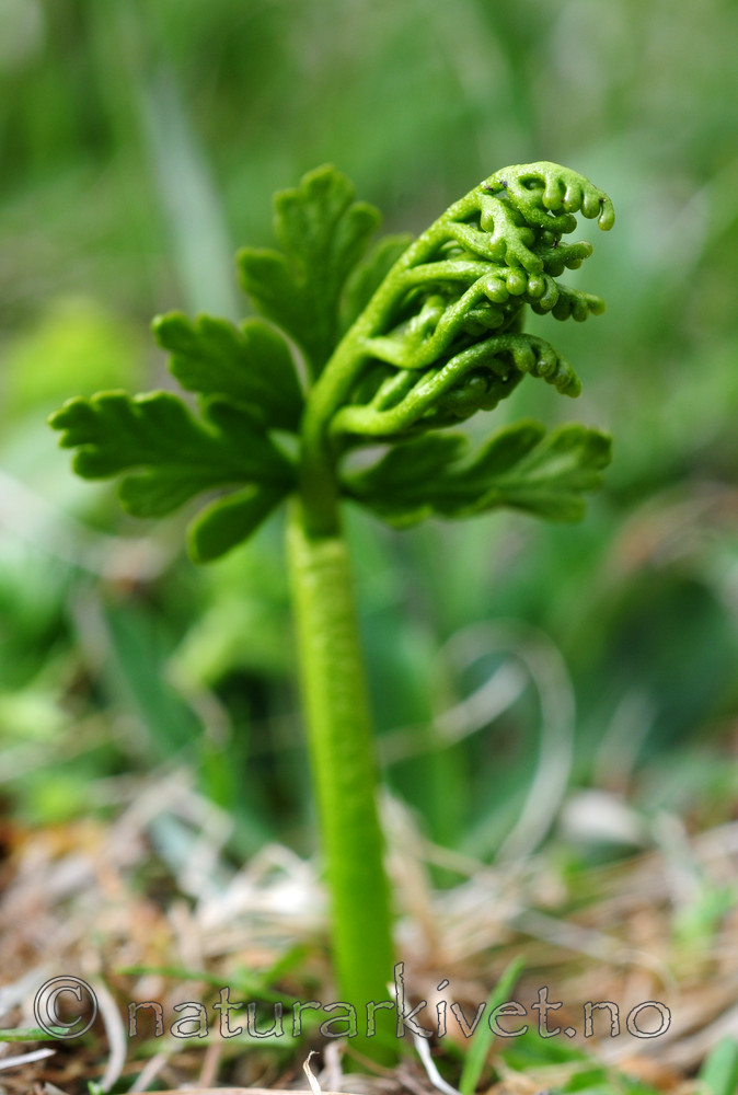 SIR_5224 / Botrychium lanceolatum / Handmarinøkkel