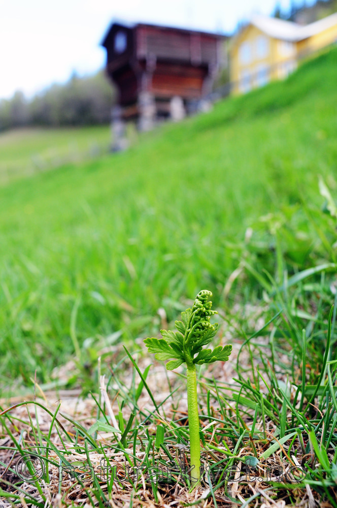 SIR_5276 / Botrychium lanceolatum / Handmarinøkkel