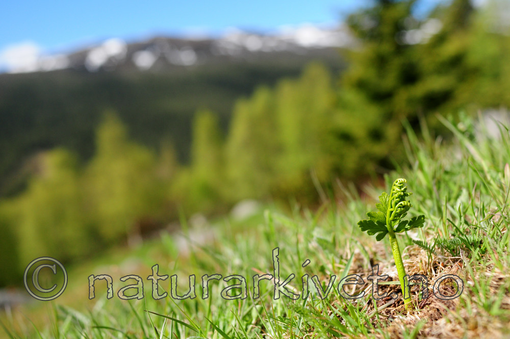 SIR_5328 / Botrychium lanceolatum / Handmarinøkkel