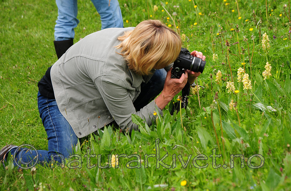 SIR_5408 / Dactylorhiza sambucina / Søstermarihand