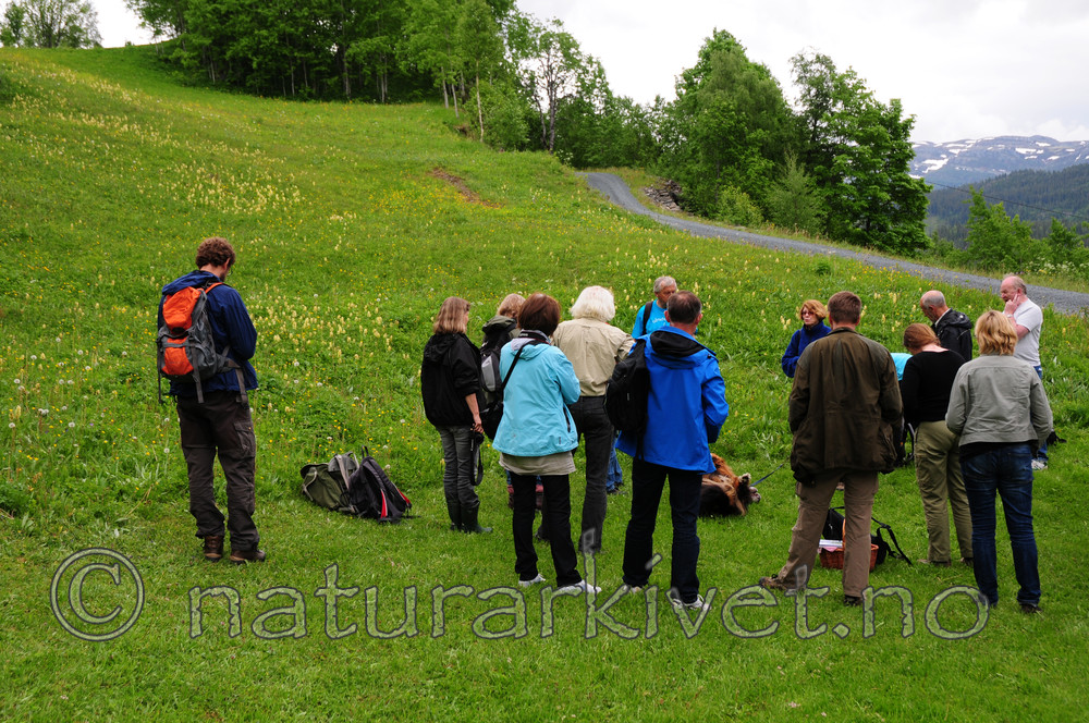 SIR_5458 / Dactylorhiza sambucina / Søstermarihand