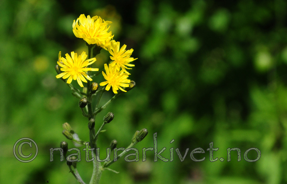 SIR_5618 / Crepis praemorsa / Enghaukeskjegg