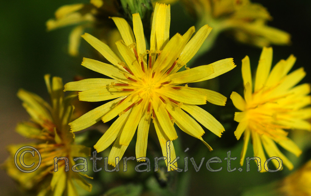 SIR_5621 / Crepis praemorsa / Enghaukeskjegg