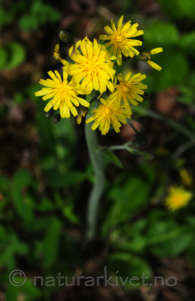 SIR_5625 / Crepis praemorsa / Enghaukeskjegg